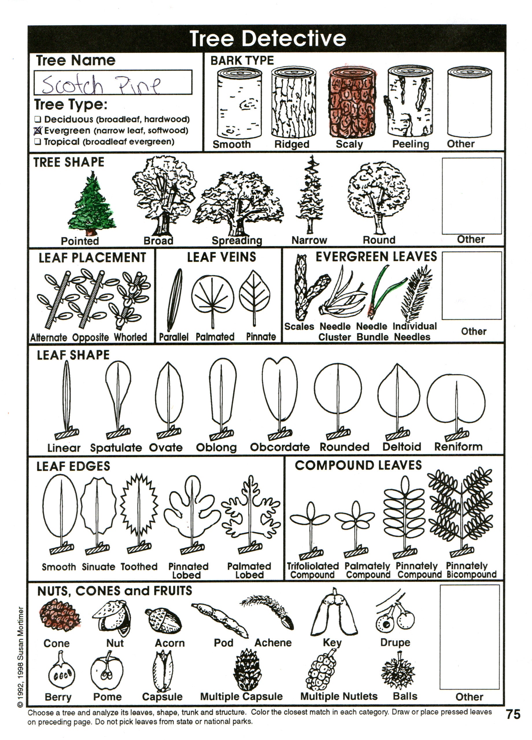 Considering God's Creation Set [PDF & MP3]