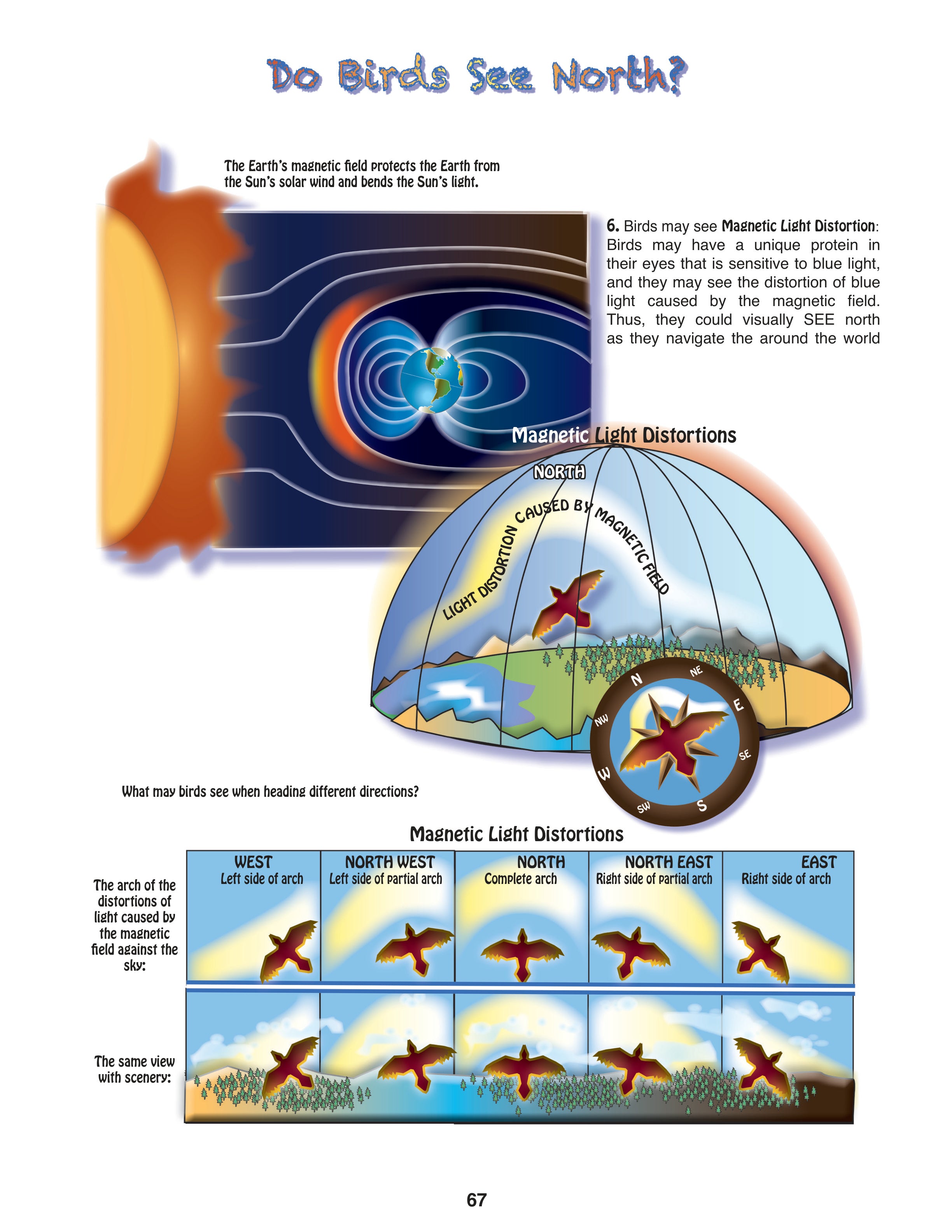 The Puzzling Superpowers of Birds Set