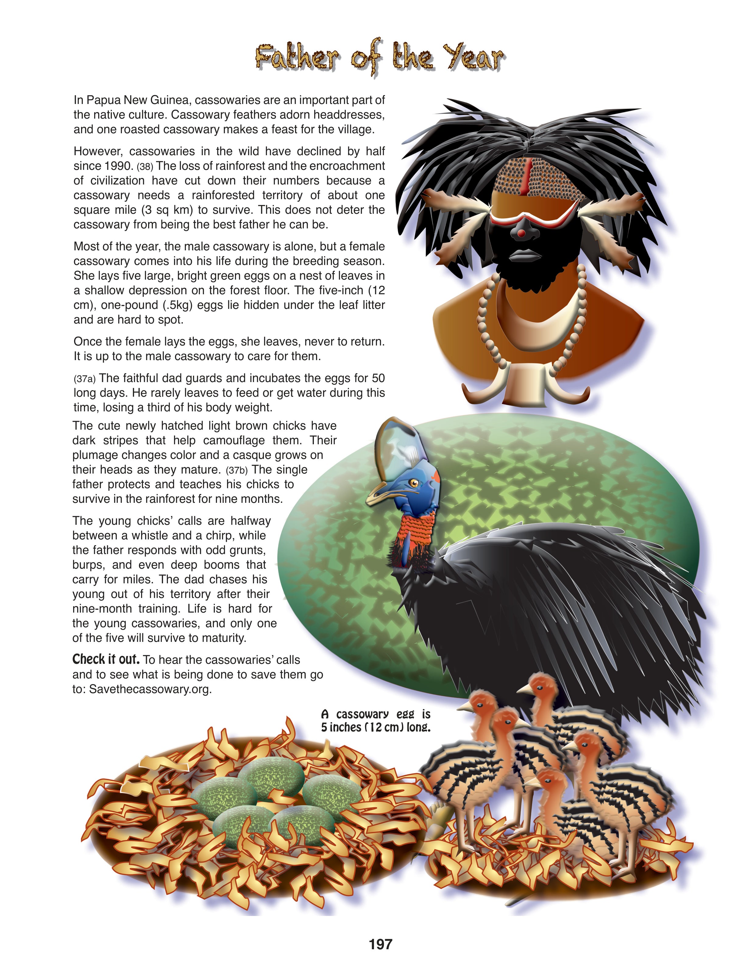 The Puzzling Superpowers of Birds Set