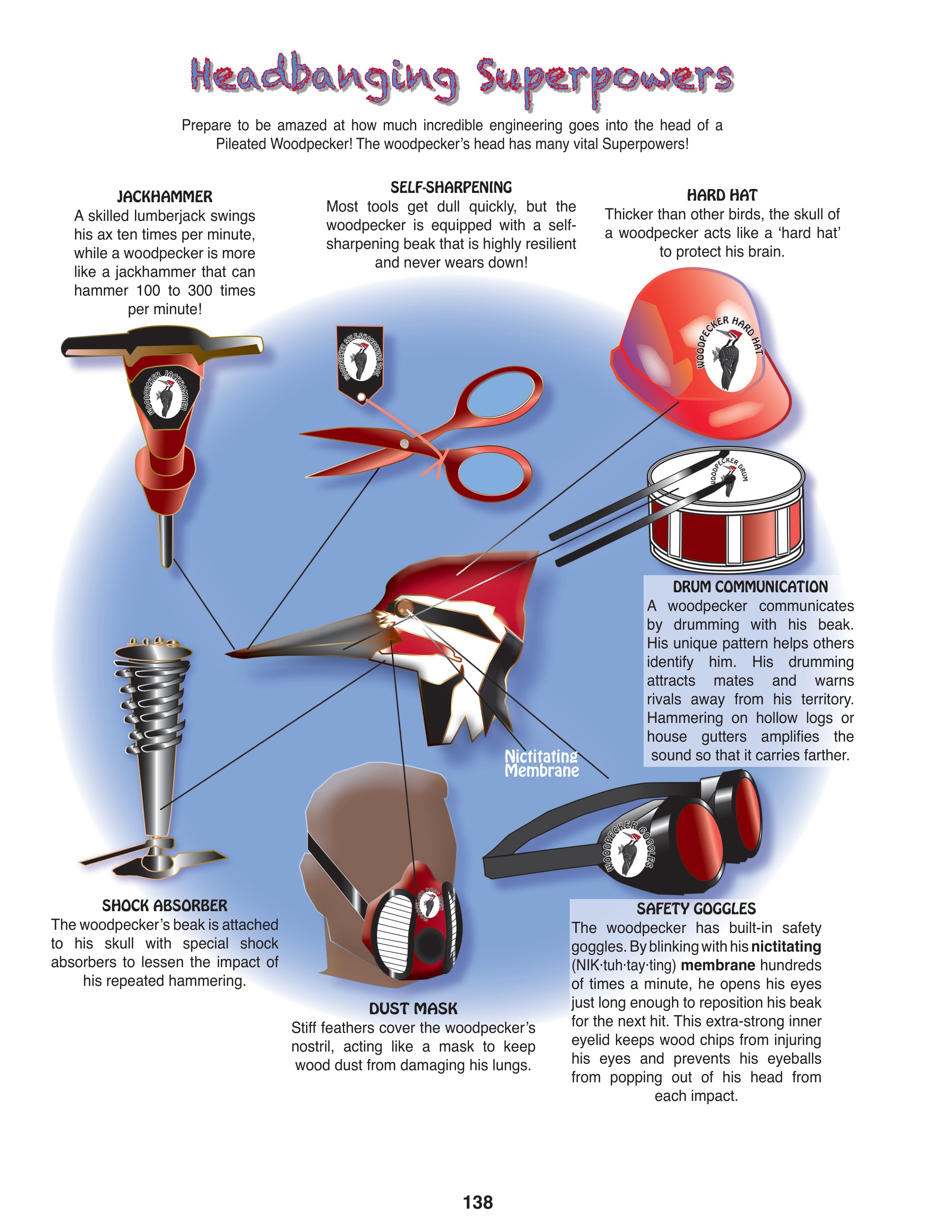 The Puzzling Superpowers of Birds Set