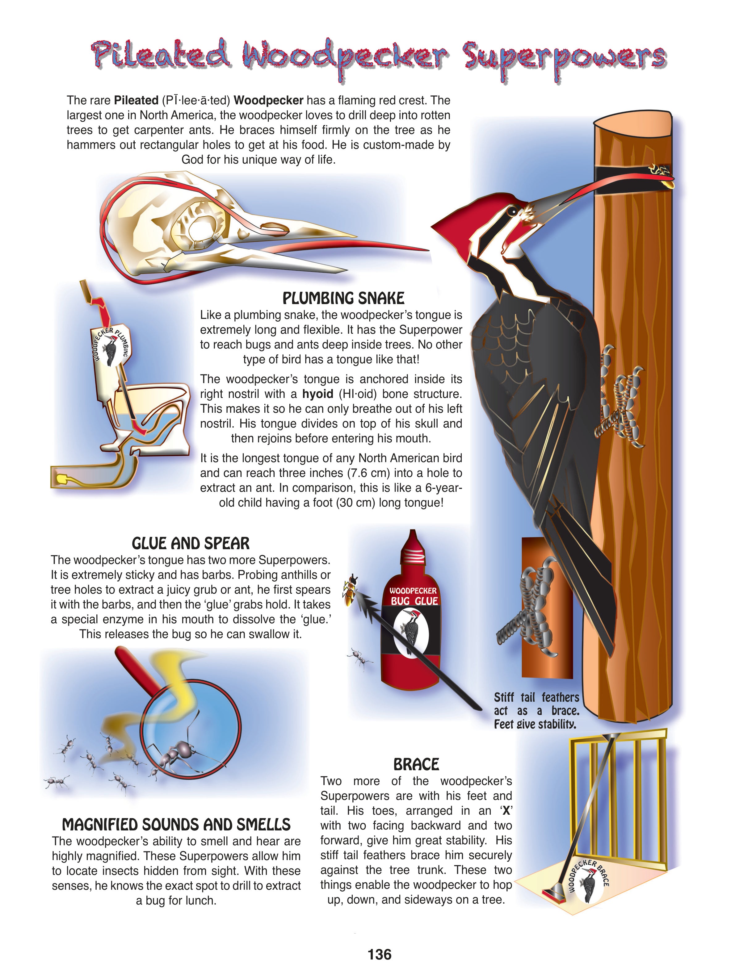 The Puzzling Superpowers of Birds Set