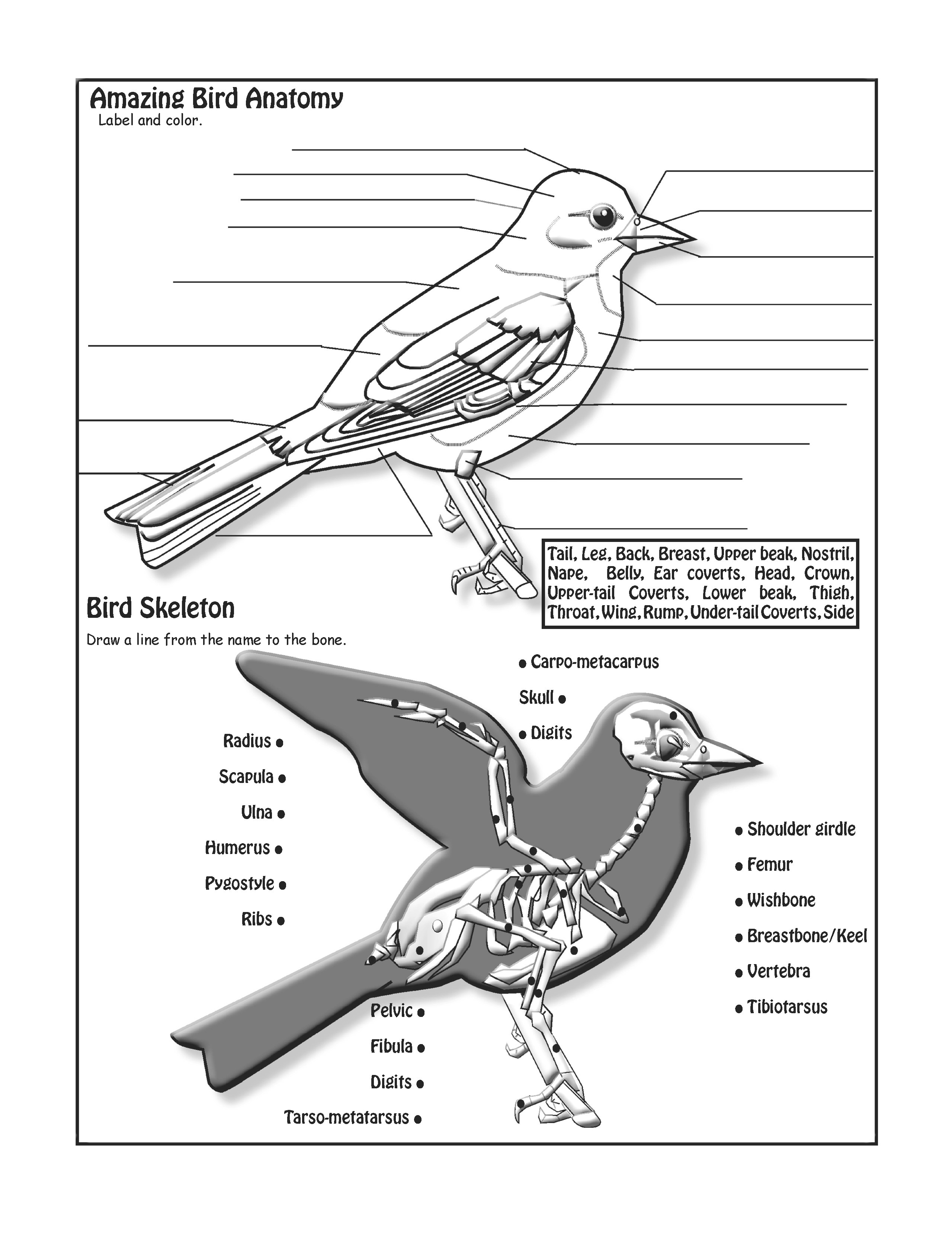 The Puzzling Superpowers of Birds Workbook