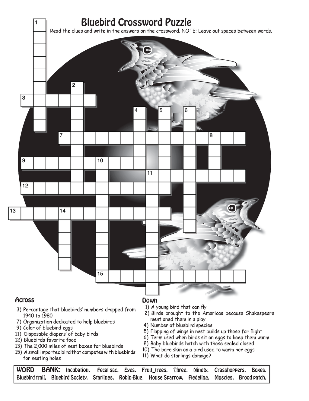 The Puzzling Superpowers of Birds Workbook