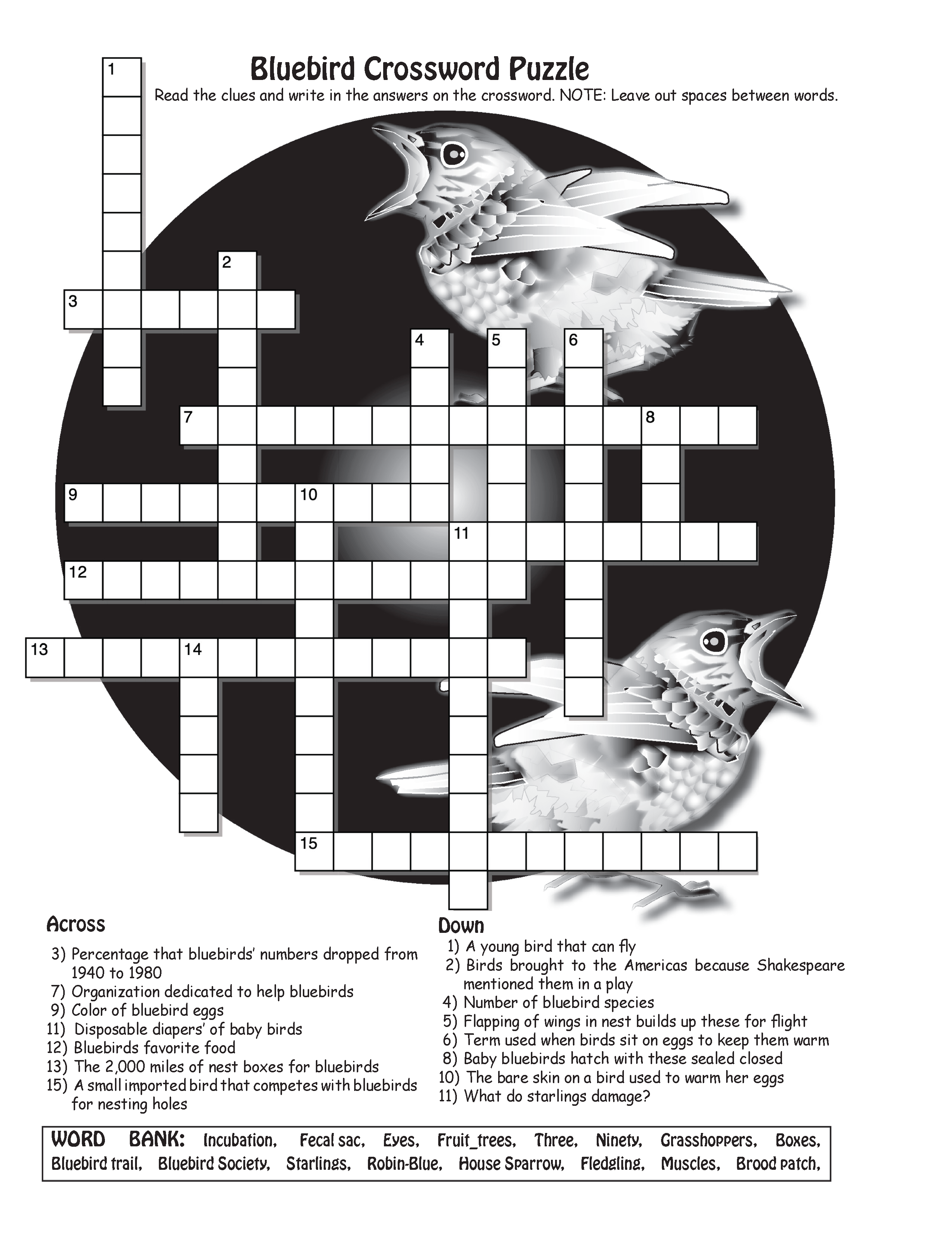 The Puzzling Superpowers of Birds Workbook