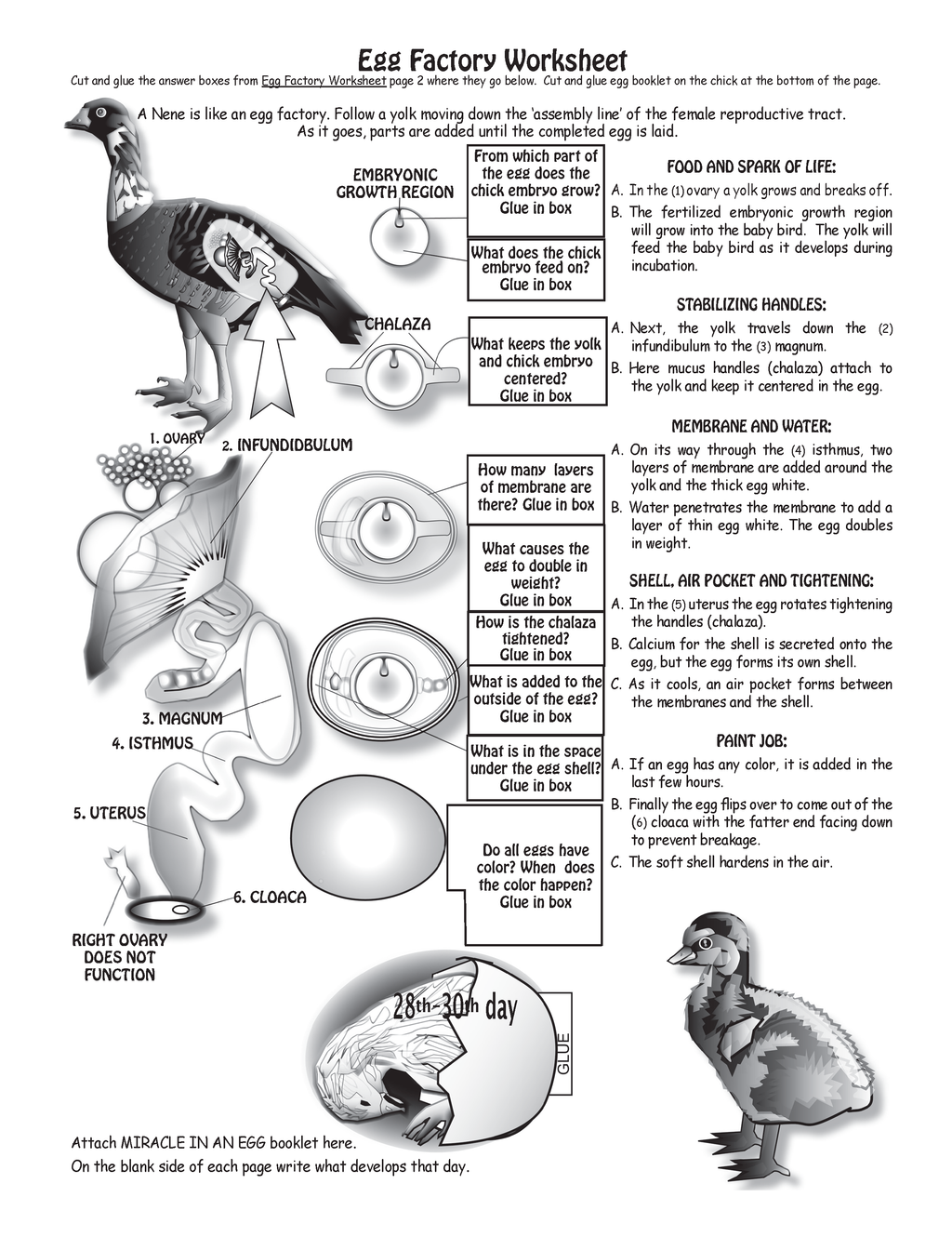 The Puzzling Superpowers of Birds Workbook