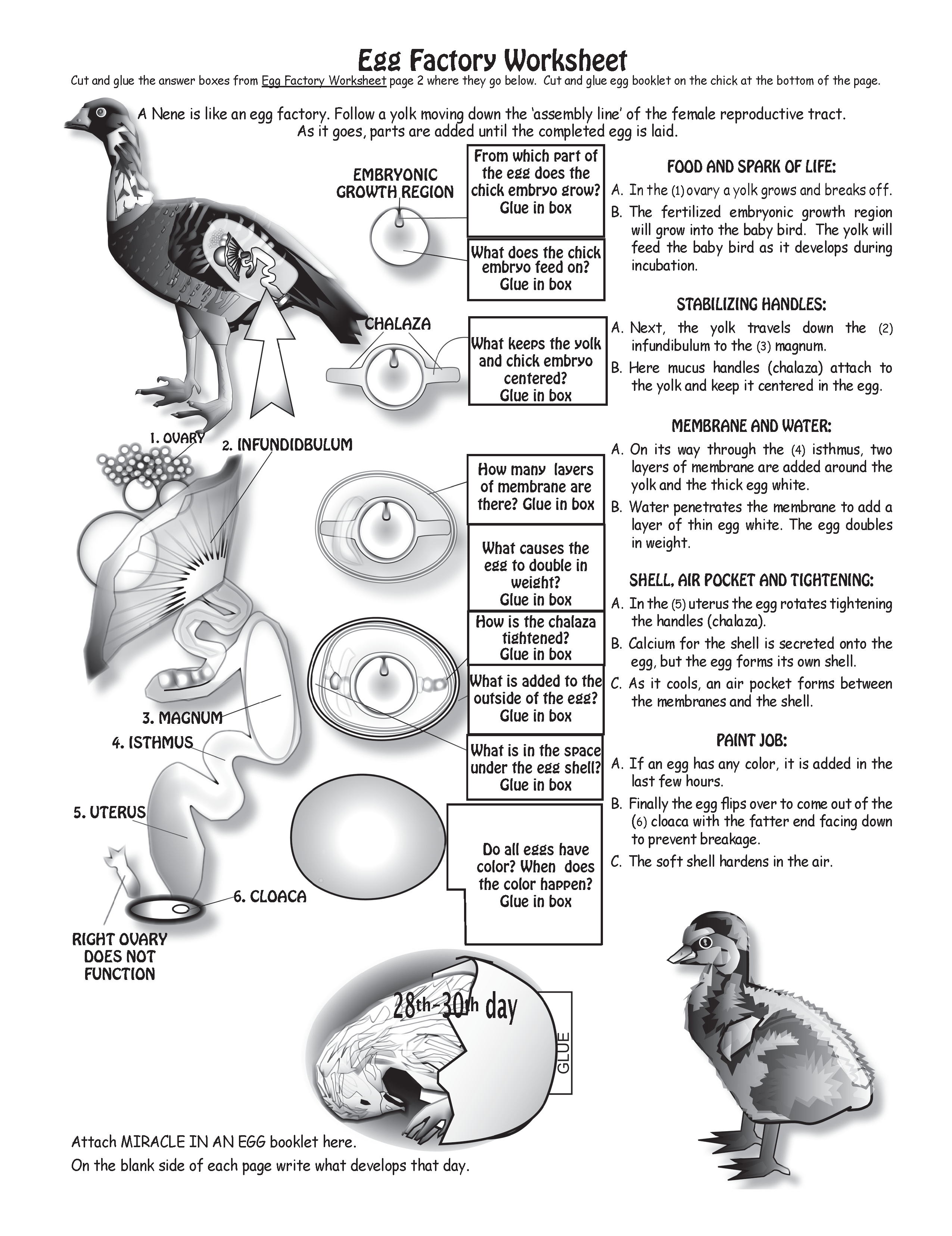 The Puzzling Superpowers of Birds Workbook