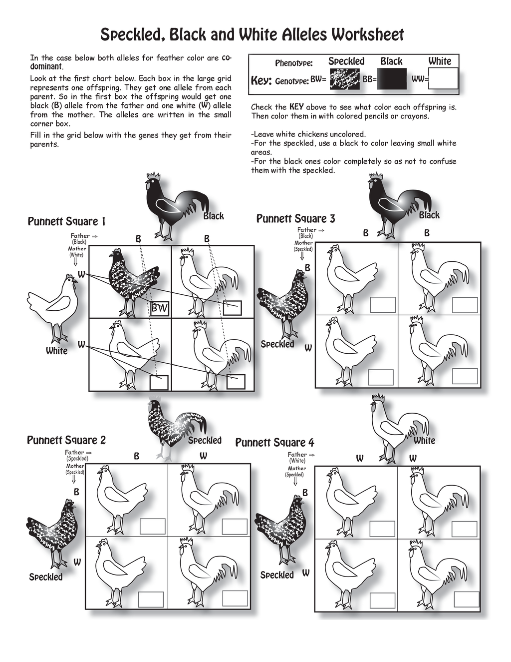 The Puzzling Superpowers of Birds Workbook