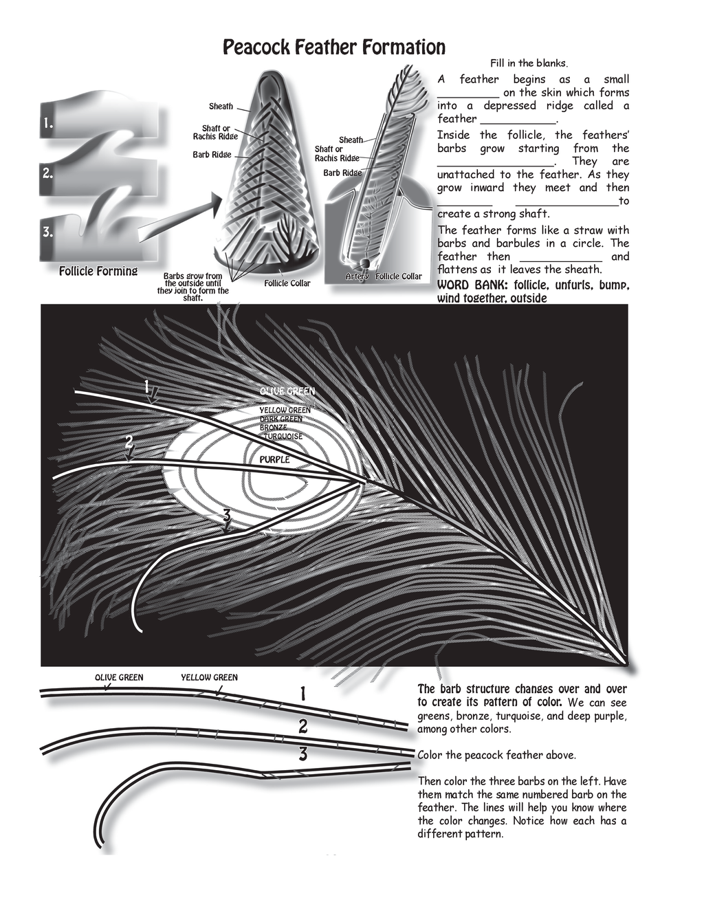 The Puzzling Superpowers of Birds Workbook