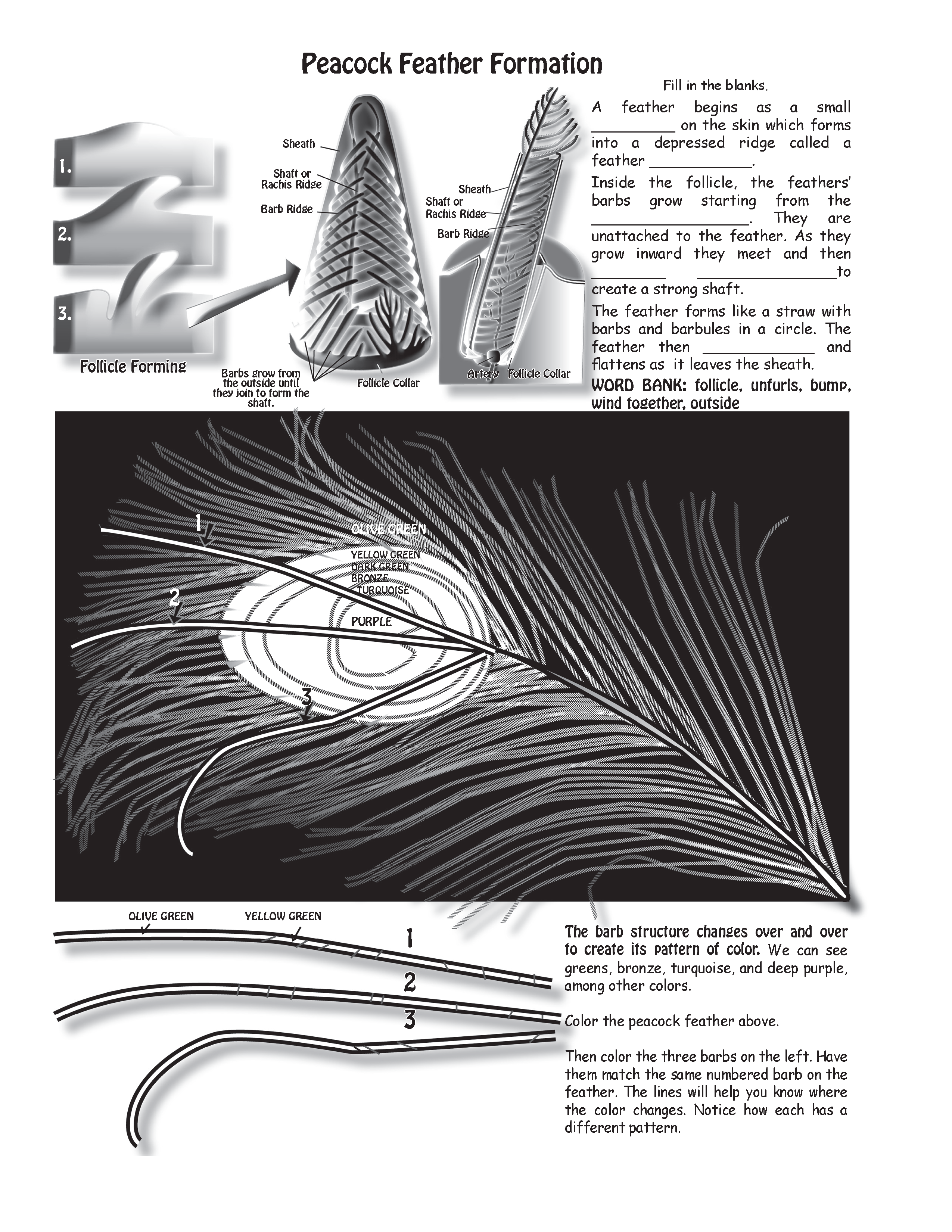 The Puzzling Superpowers of Birds Workbook