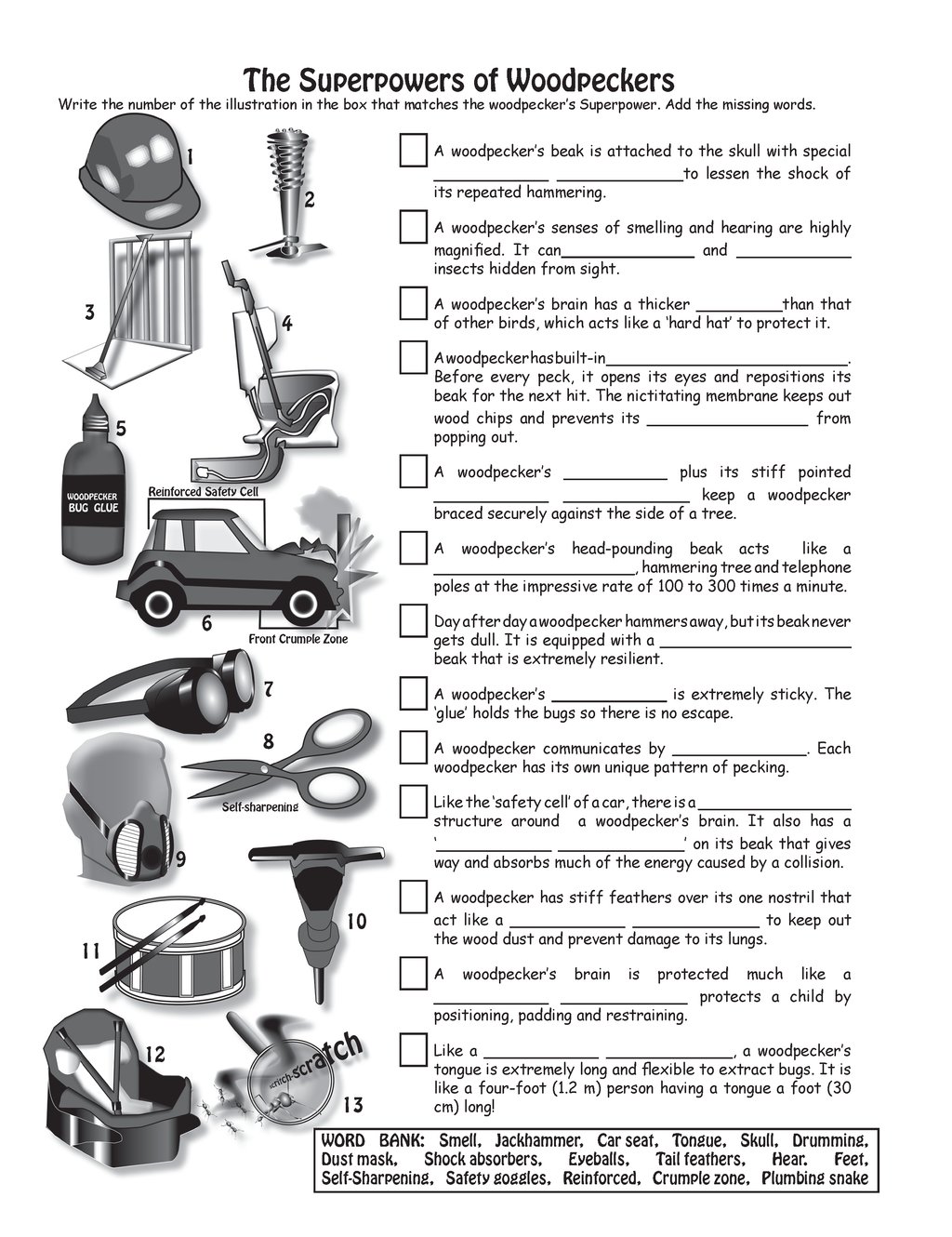 The Puzzling Superpowers of Birds Workbook