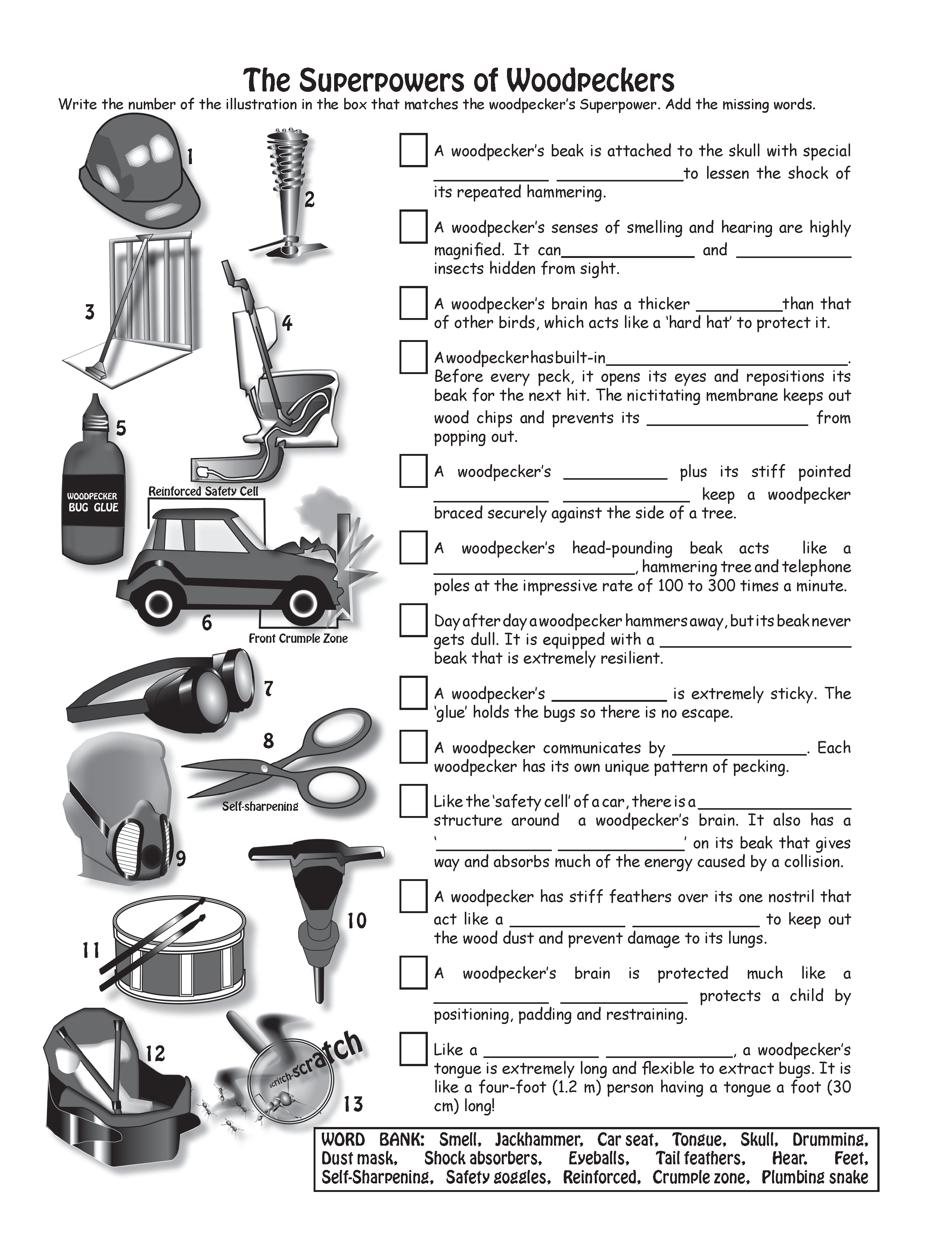 The Puzzling Superpowers of Birds Workbook