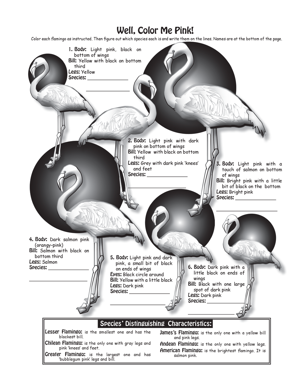 The Puzzling Superpowers of Birds Workbook