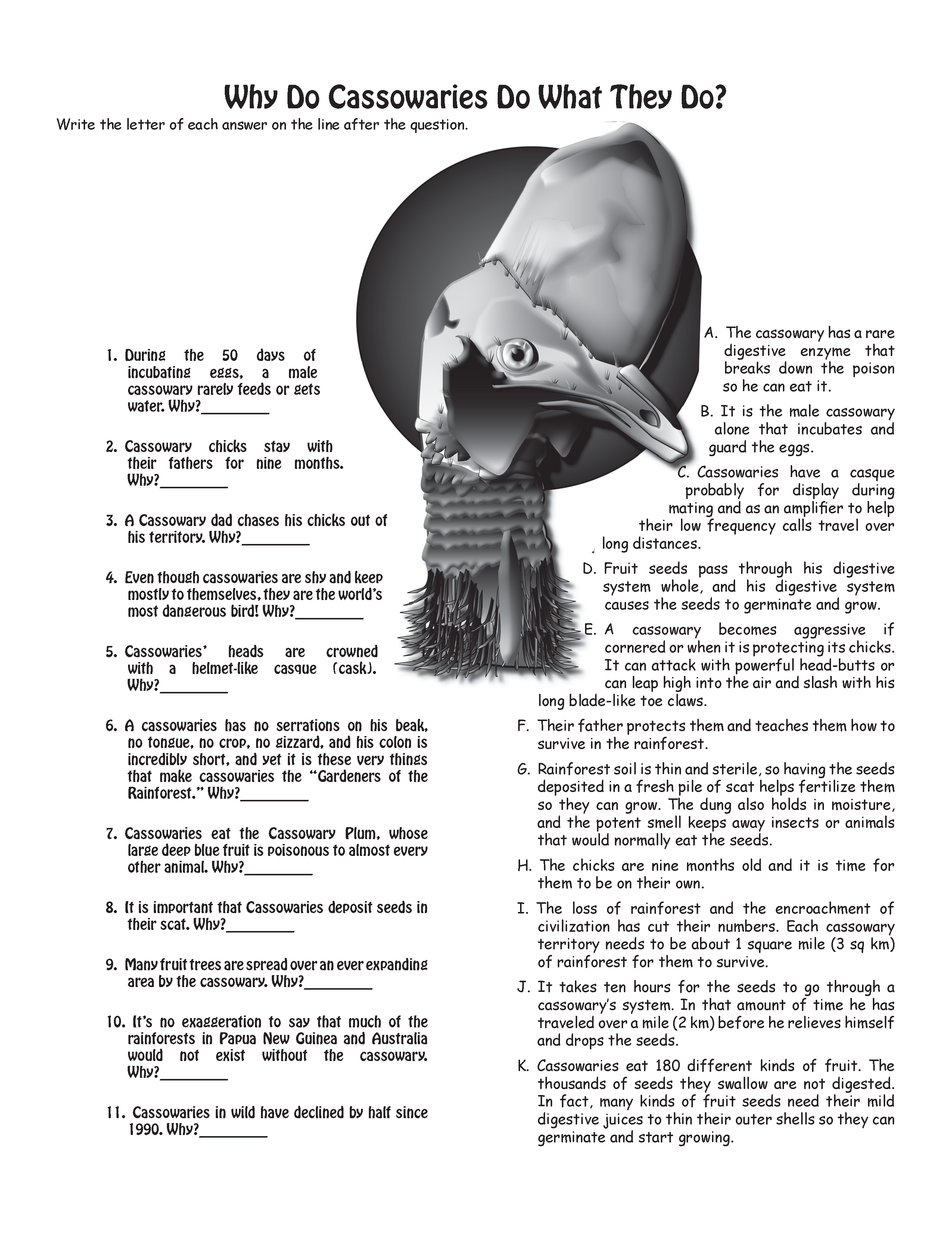 The Puzzling Superpowers of Birds Workbook