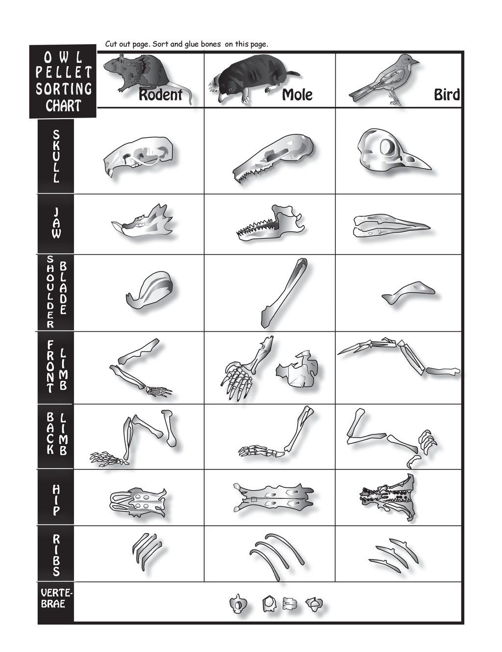 The Puzzling Superpowers of Birds Workbook