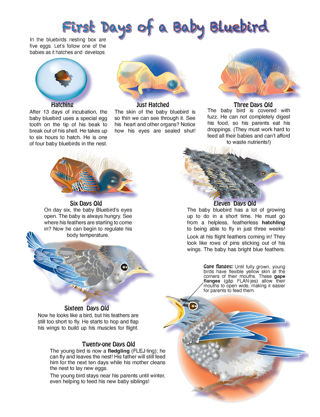 The Puzzling Superpowers of Birds