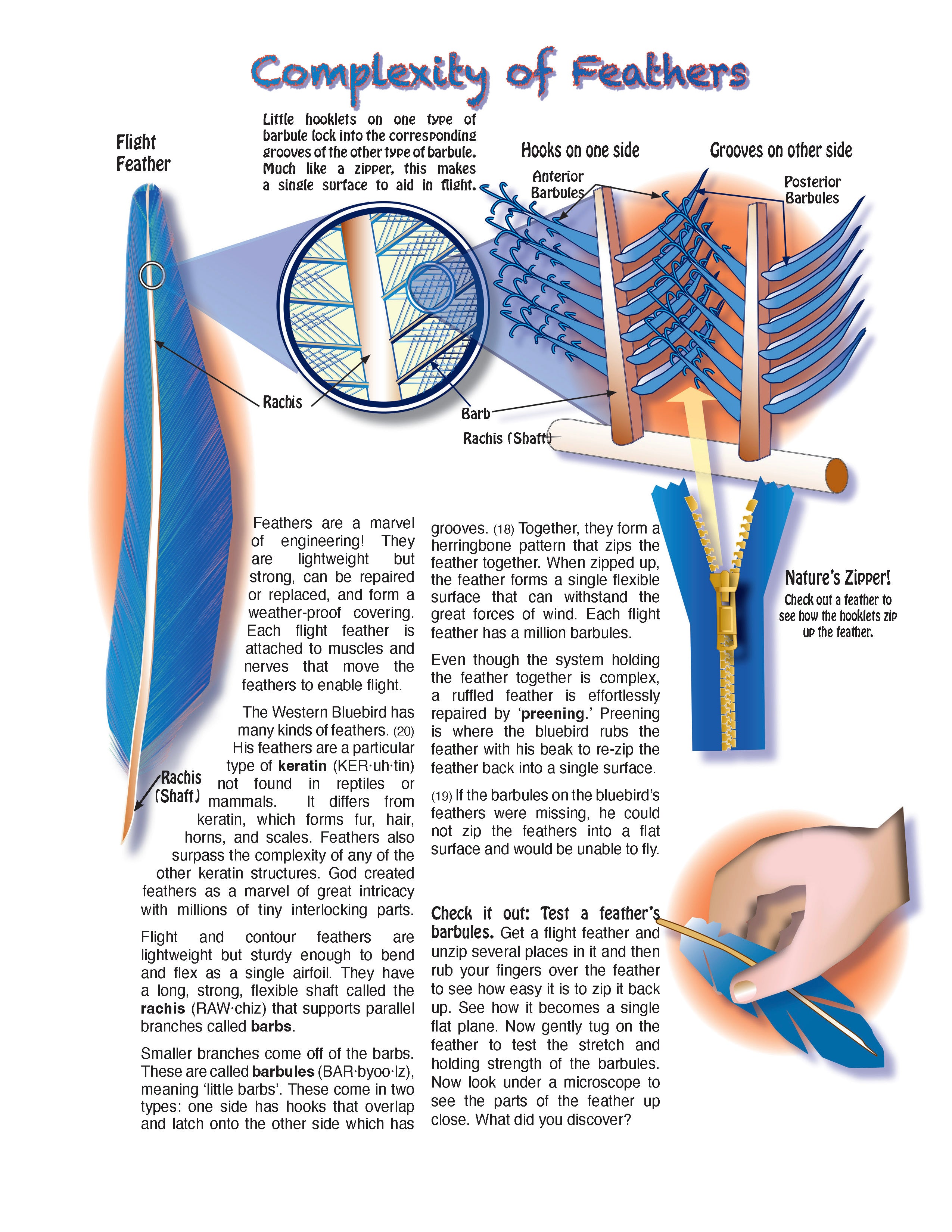 The Puzzling Superpowers of Birds