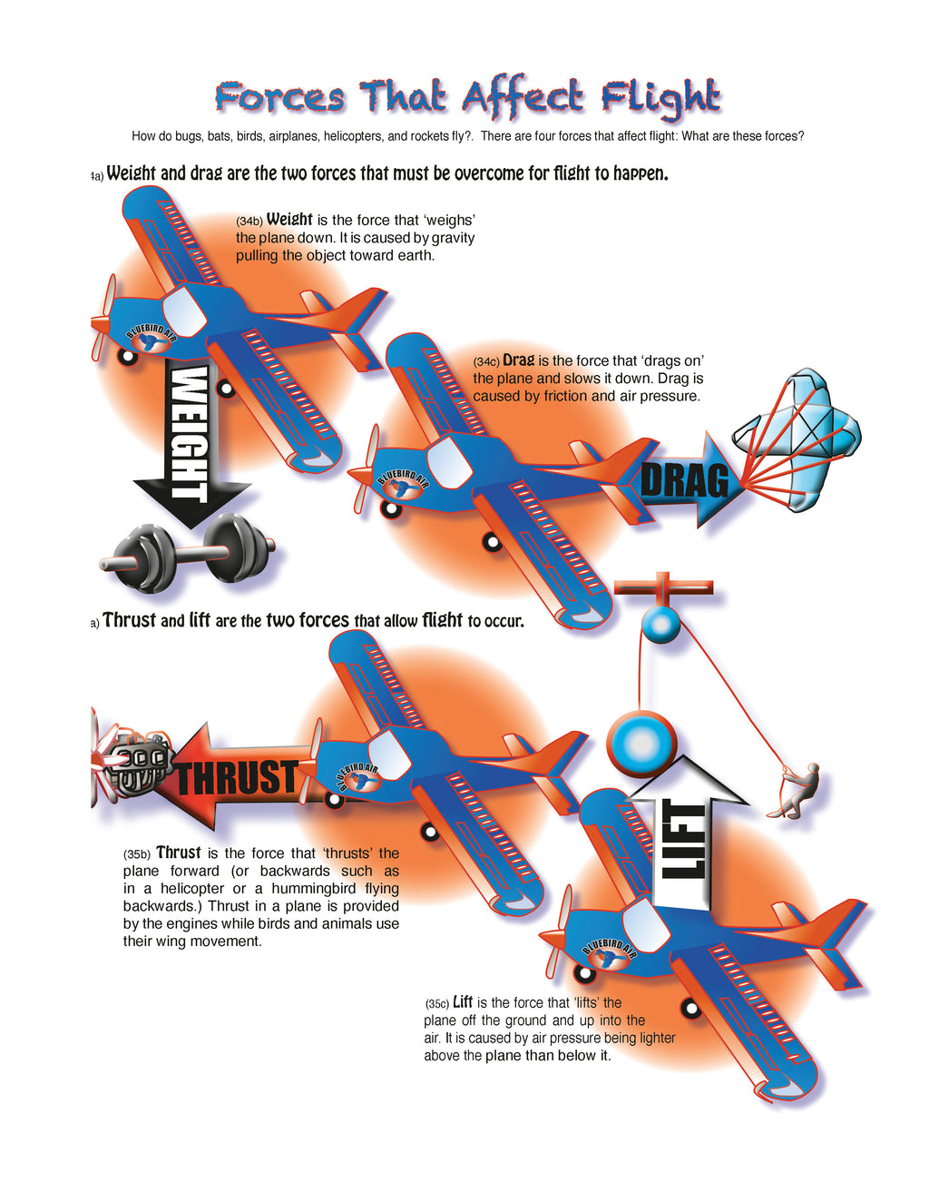 The Puzzling Superpowers of Birds