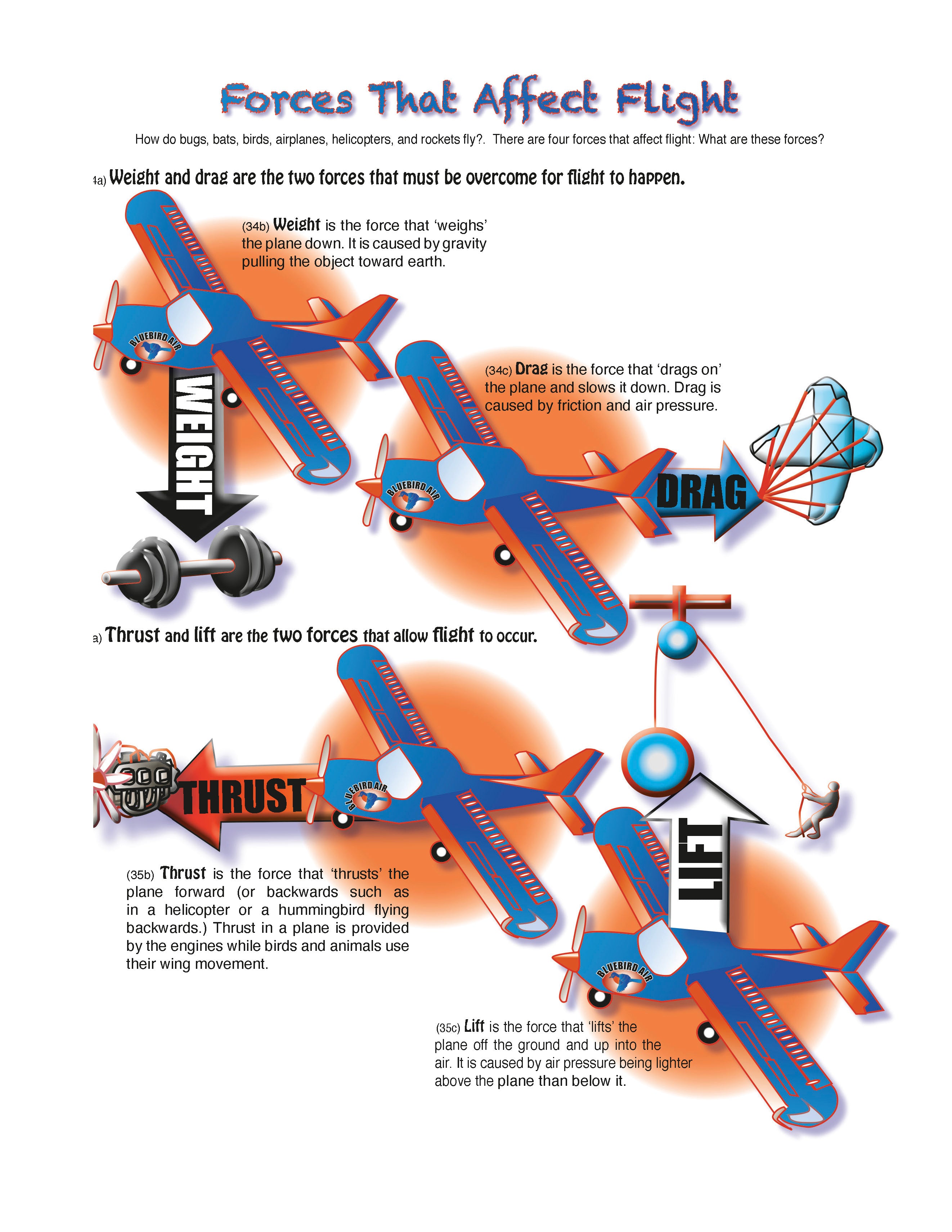 The Puzzling Superpowers of Birds