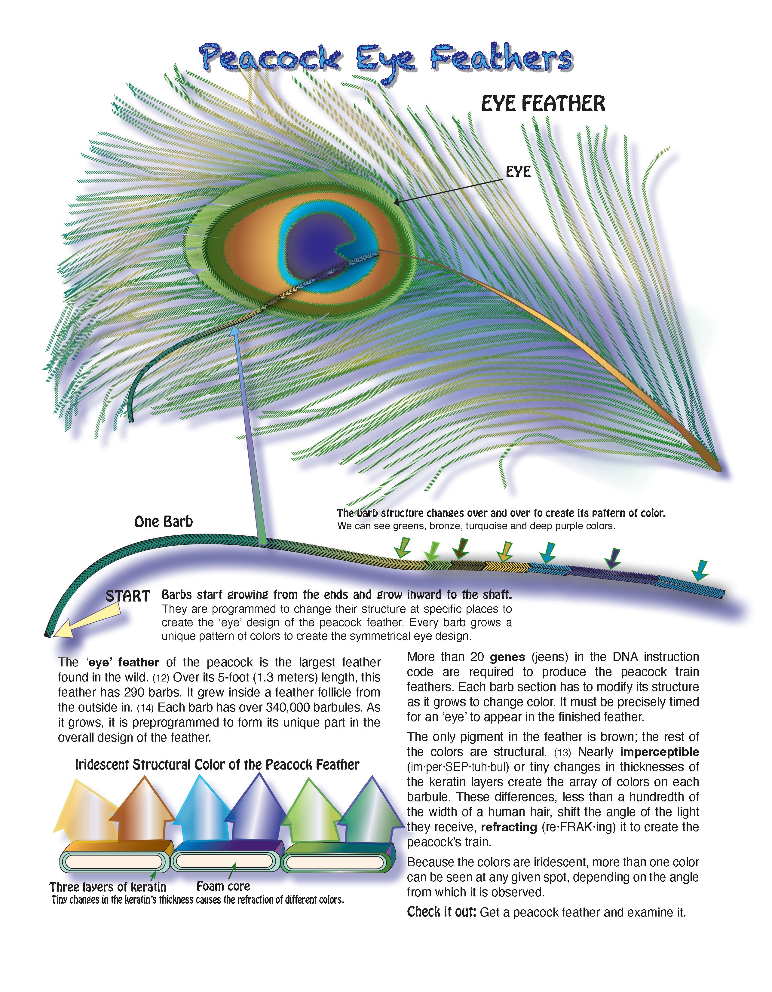 The Puzzling Superpowers of Birds