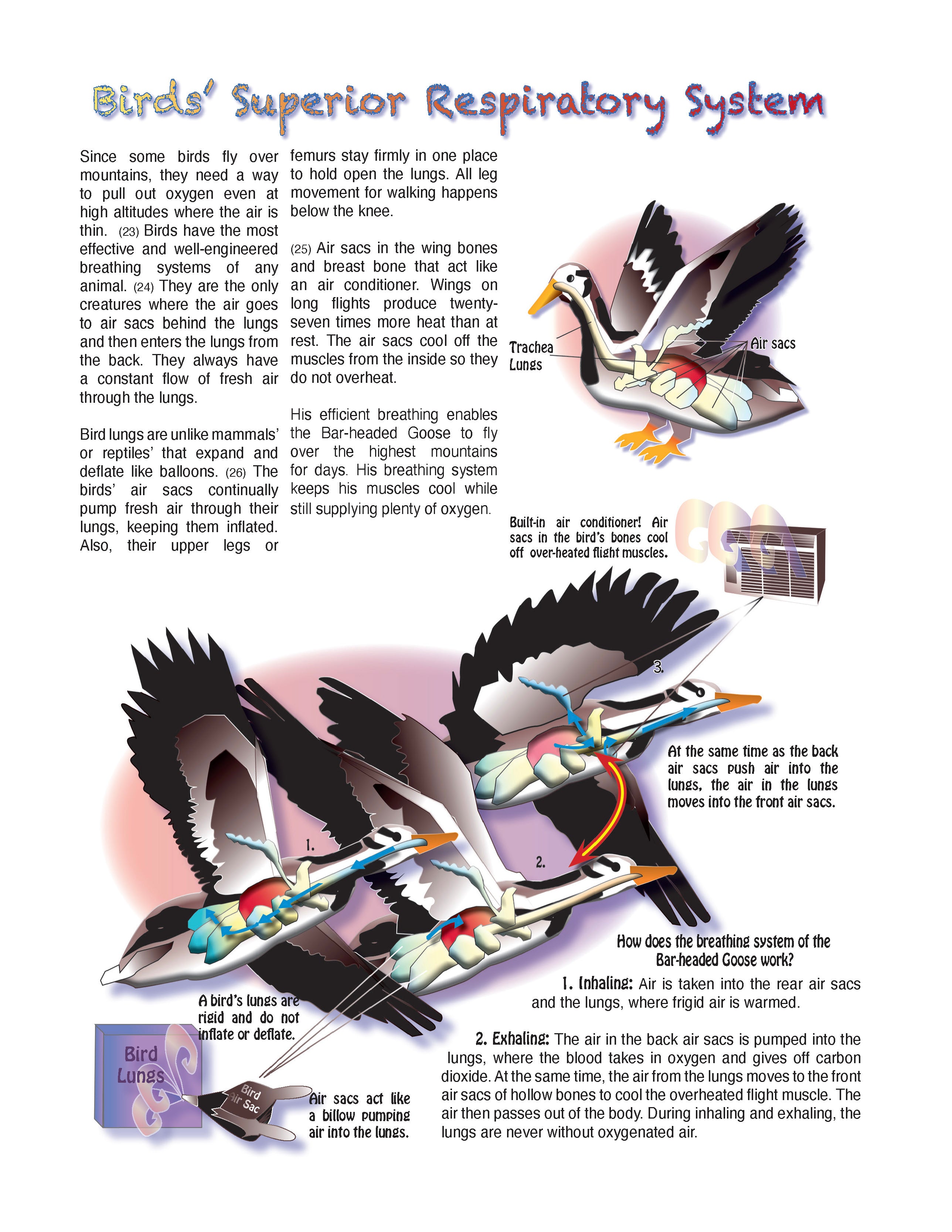 The Puzzling Superpowers of Birds