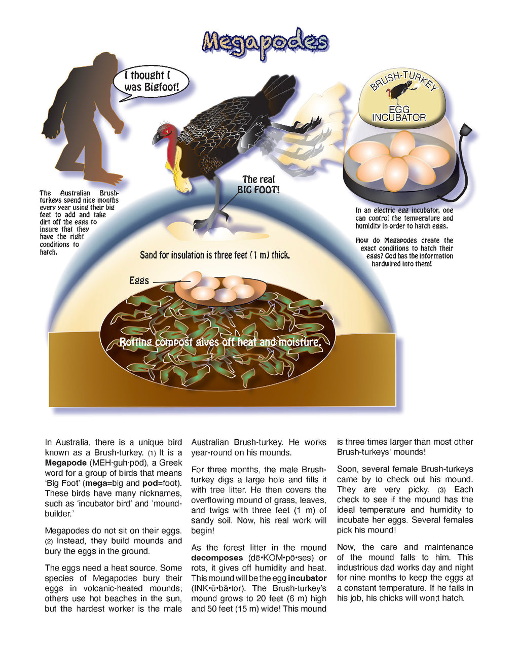 The Puzzling Superpowers of Birds