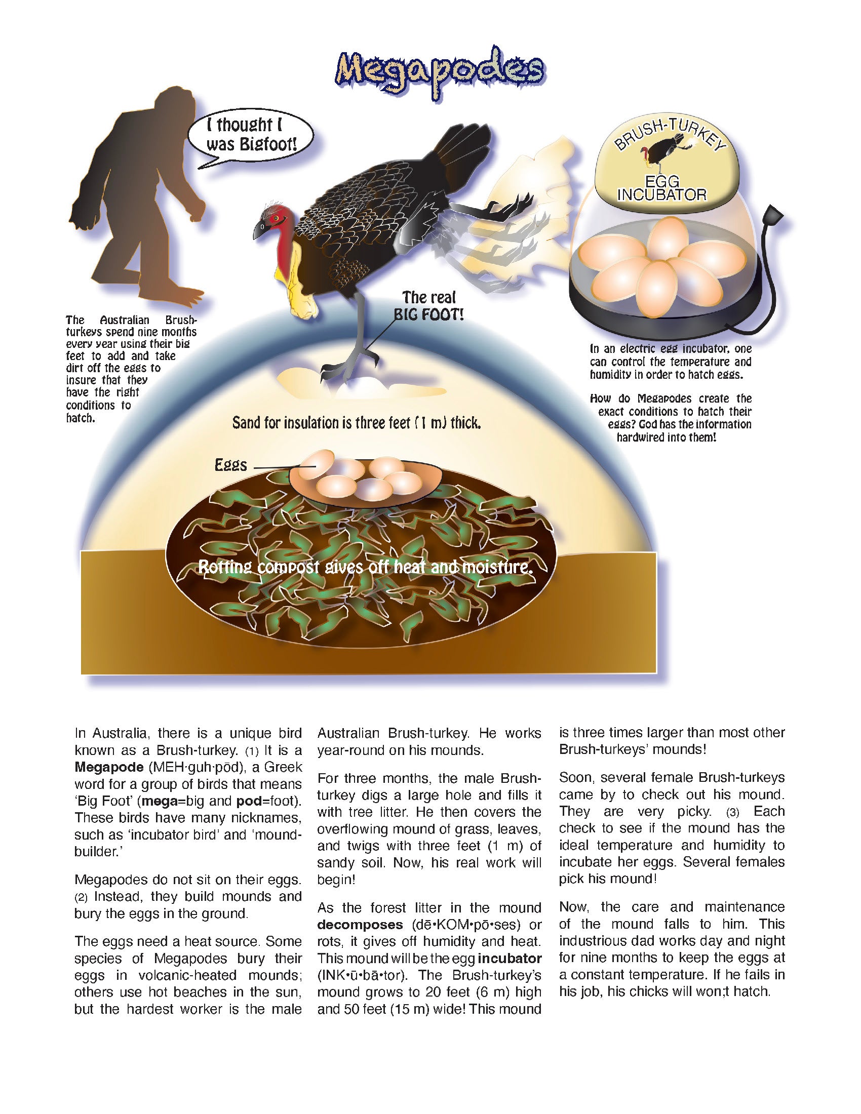 The Puzzling Superpowers of Birds