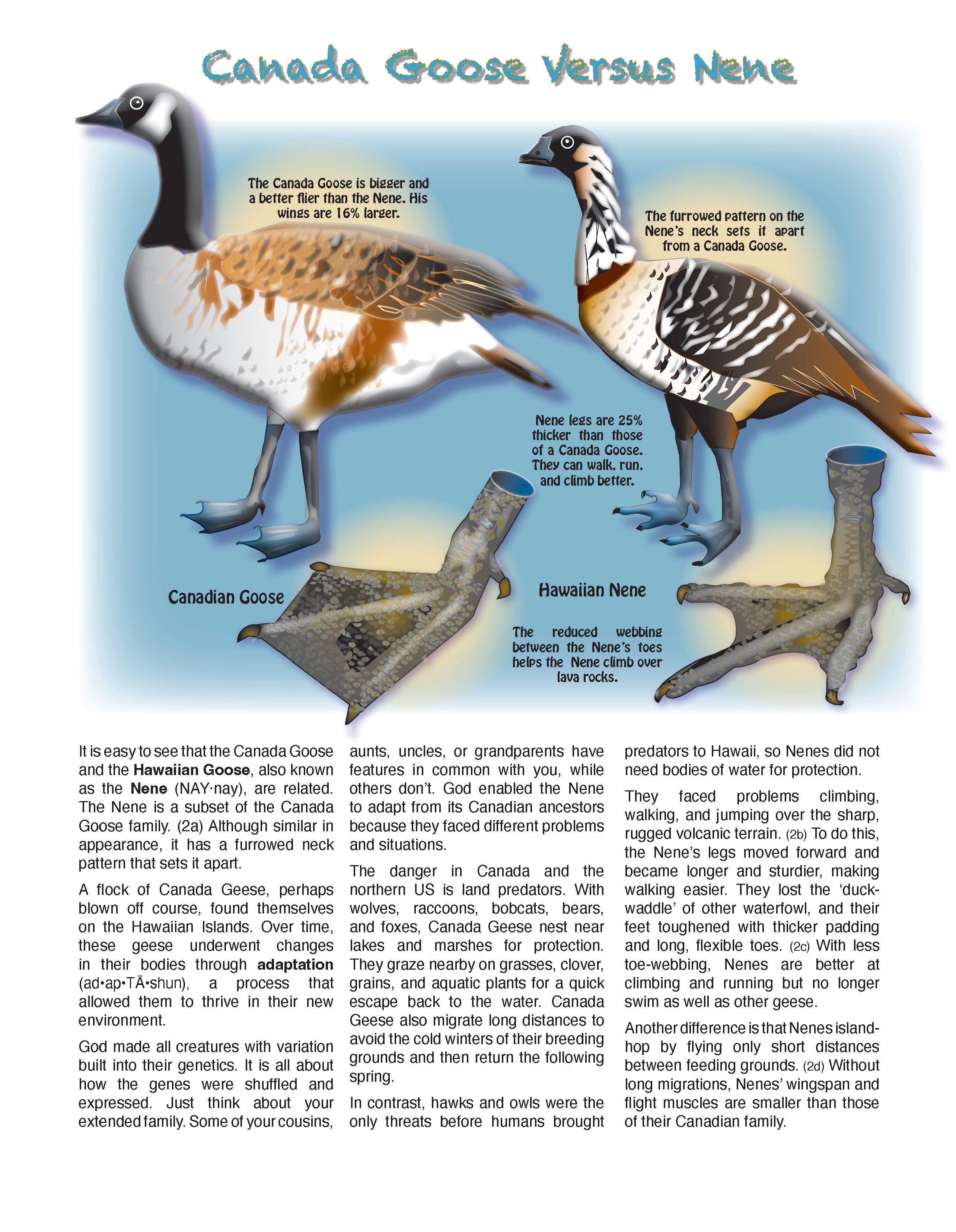 The Puzzling Superpowers of Birds