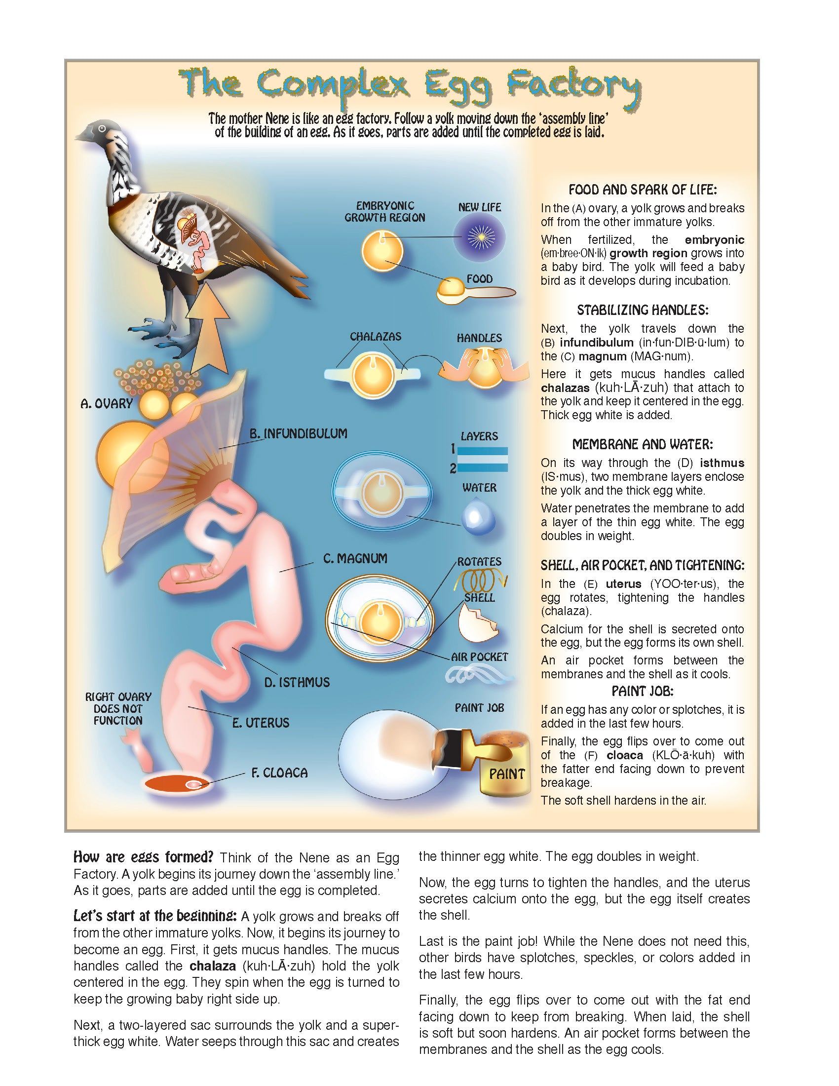The Puzzling Superpowers of Birds