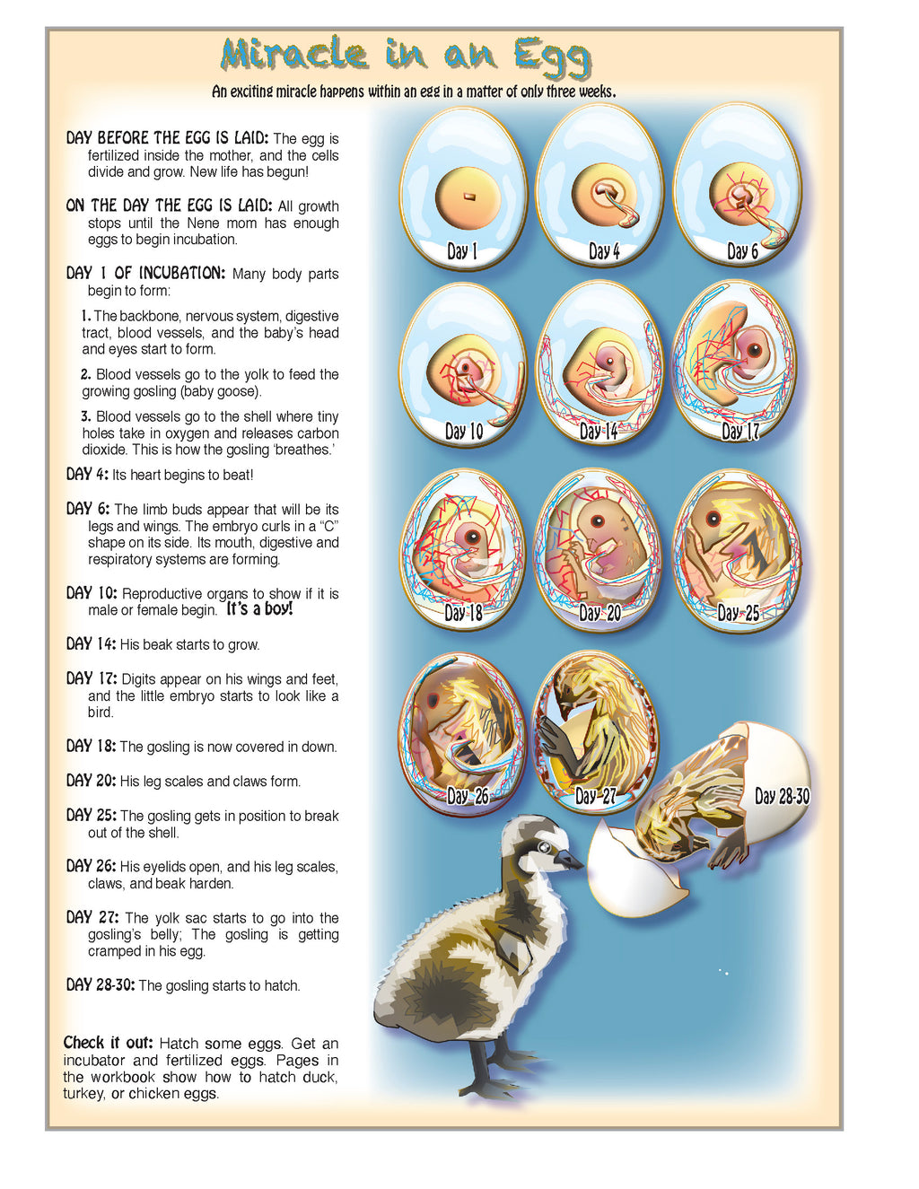 The Puzzling Superpowers of Birds