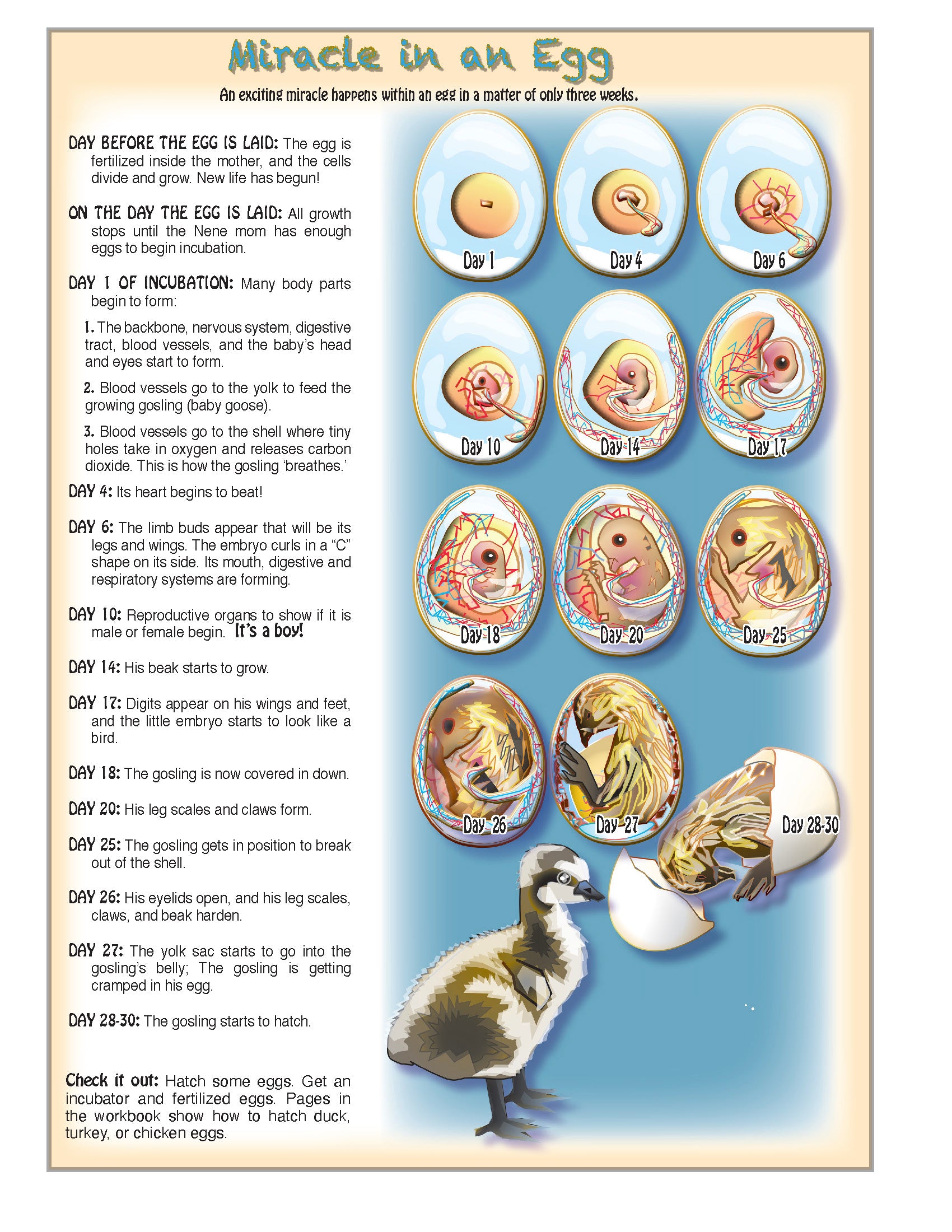 The Puzzling Superpowers of Birds