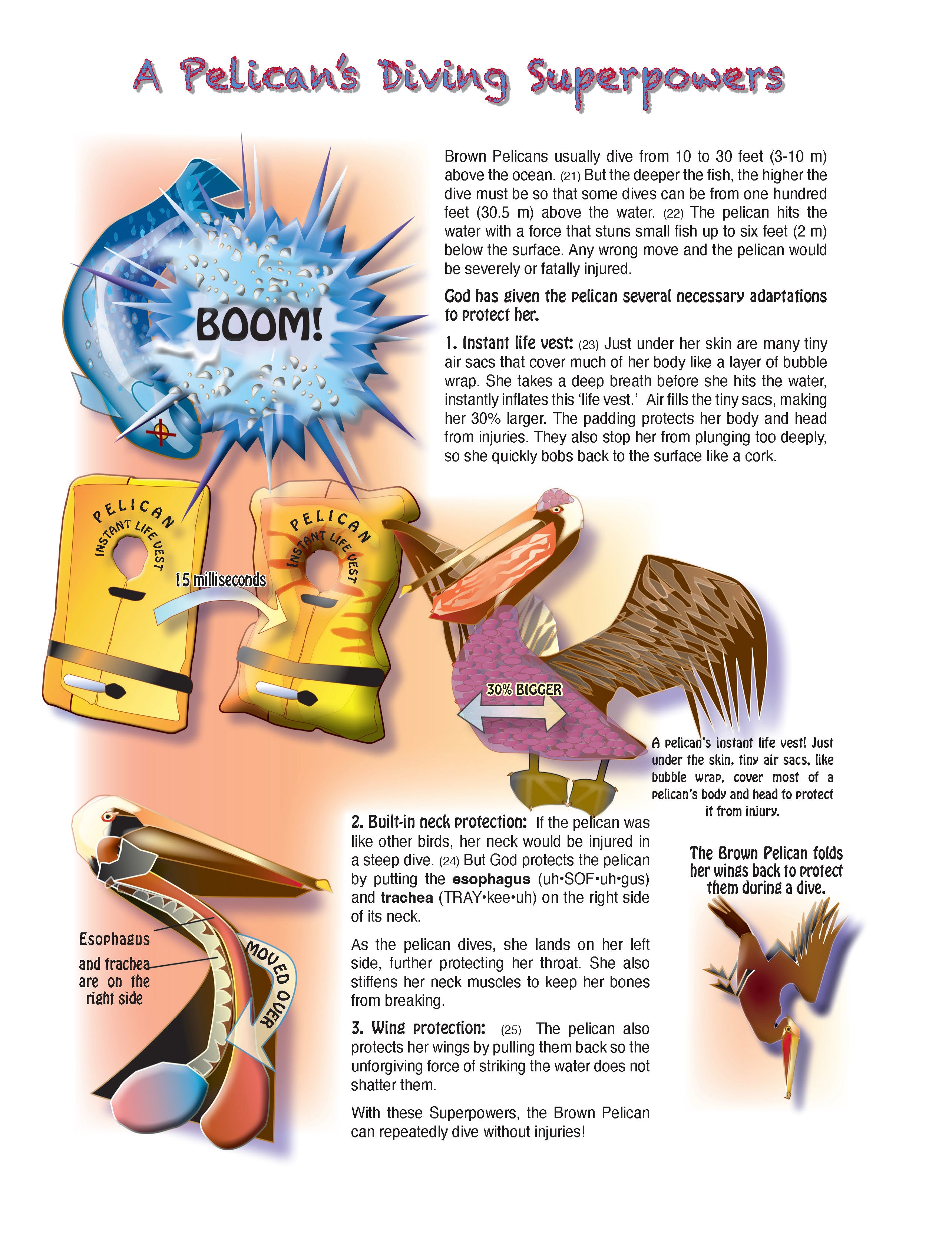 The Puzzling Superpowers of Birds